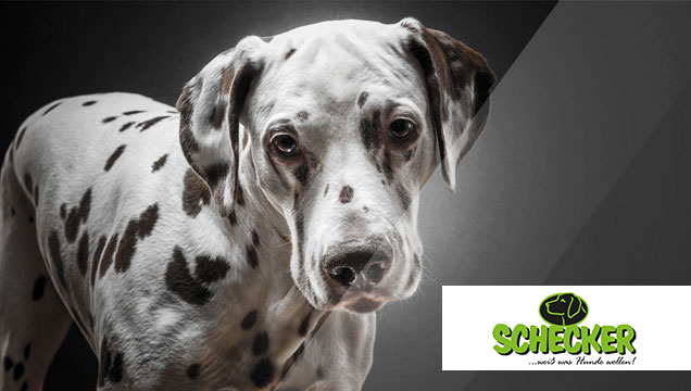 Schecker GmbH: Dalmatiner als Beispiel für Haustiere